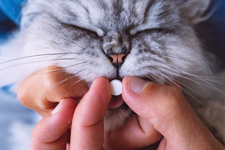 What Vitamins Do Cats Need: 8 Best Vitamins for Cats – Also Known As