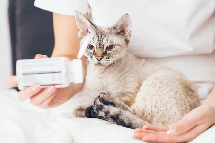 What Vitamins Do Cats Need: 8 Best Vitamins for Cats